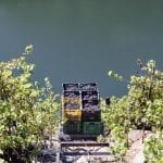 Vendimia Ponte da Boga- 3