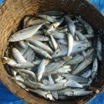 fish-609084_1280