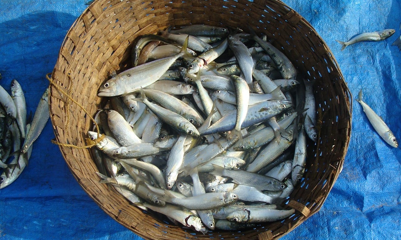 pescado azul sardinas