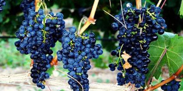 variedades de uva tinta racimos