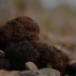 cab-trufas1