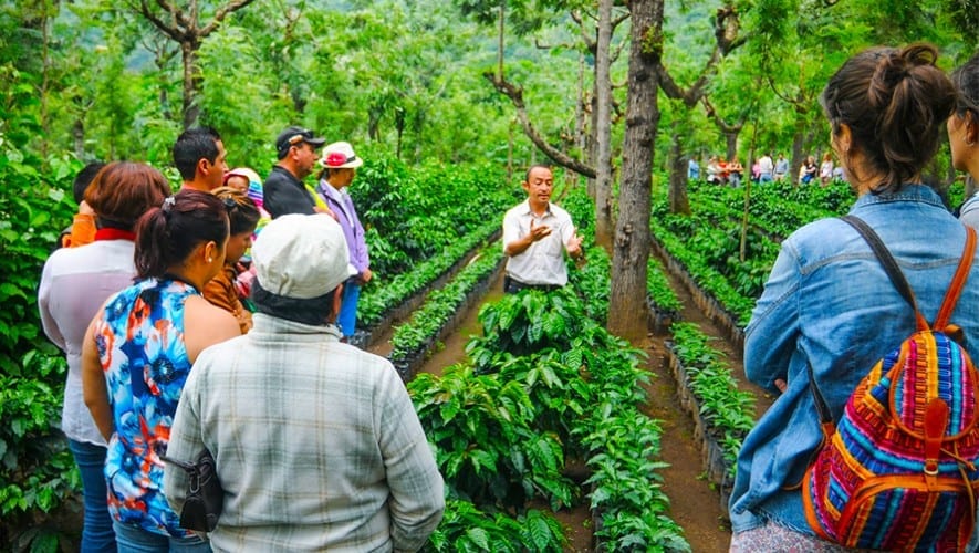 Die Kaffeeroute von Guatemala