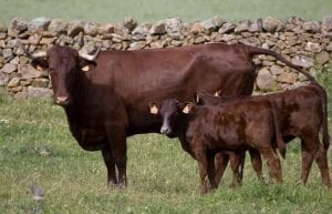 carne de retinto vacas vacuno