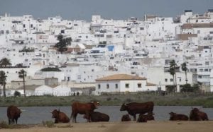 vacas pueblo