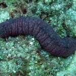Informacion-sobre-el-pepino-de-mar