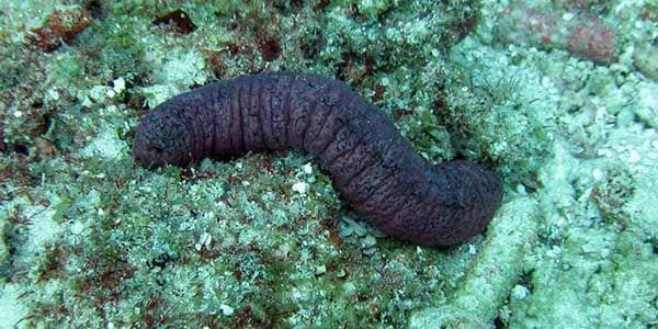 black sea cucumber
