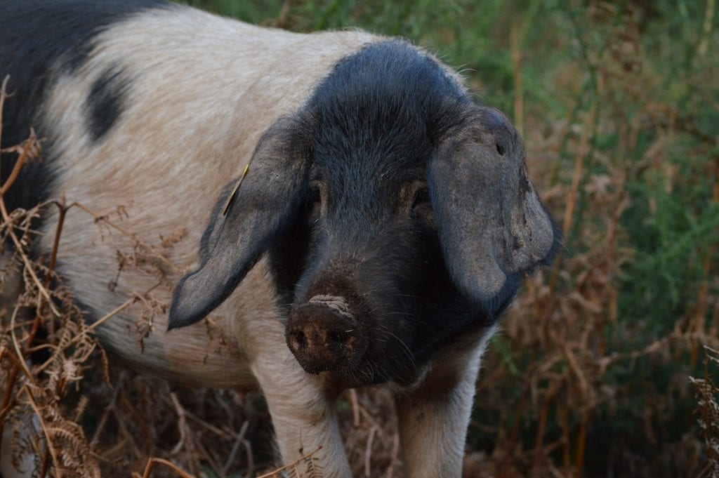 the Celtic porco de Galicia pig