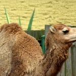 camel-4266267_1280