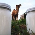 camelpark.es leche camello