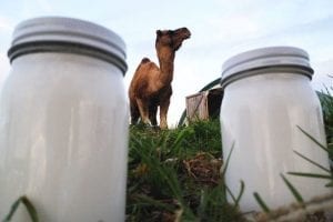 leche de camella