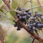 grapes-3898462_1280
