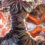 sea-urchins-1177788_1280