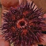 sea-urchins-3601055_640