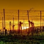 vineyards-3901286_1280