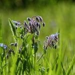 borage-3535815_1280