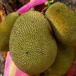 jackfruit-1087108_1280