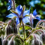 nature-3201954_1280