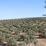olive-groves-4553417_1280