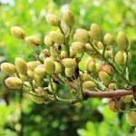 pistachios-1540123_1280