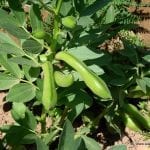Planta-de-haba.-Por-Spain-Center