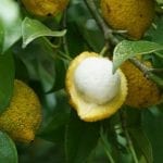 charichuelo-grows-all