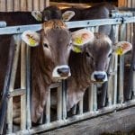 cow-4954371_1280
