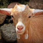 goat-1438254_640
