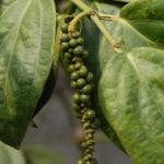 pimienta verde arbol (saberespracticopuntocom)