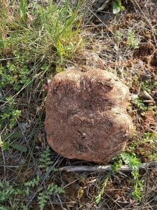 trufa del desierto