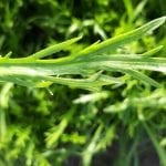 Minutina_Rafa_Monge_Cultivo_Desterrado