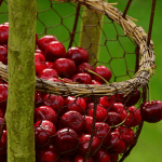 cerezasweb