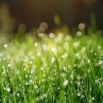 grass-3345960_1280