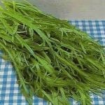 semillas-de-estrella-de-mar