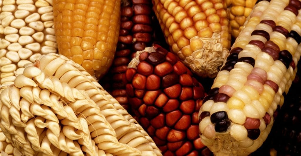 dónde están los alimentos transgénicos maíz