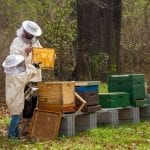 beekeeper-4426003_1280