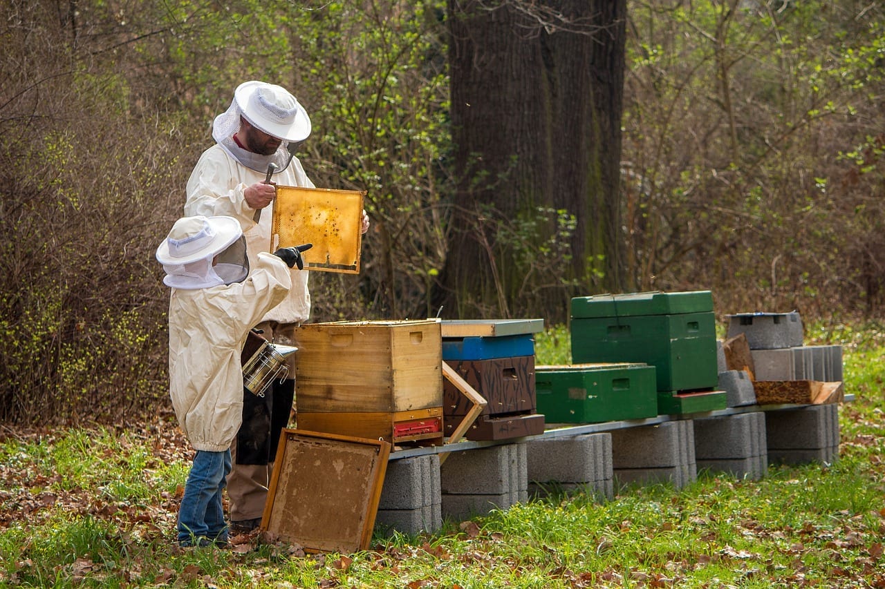 Imker stößt Bienen