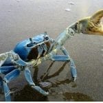 cangrejoazulweb