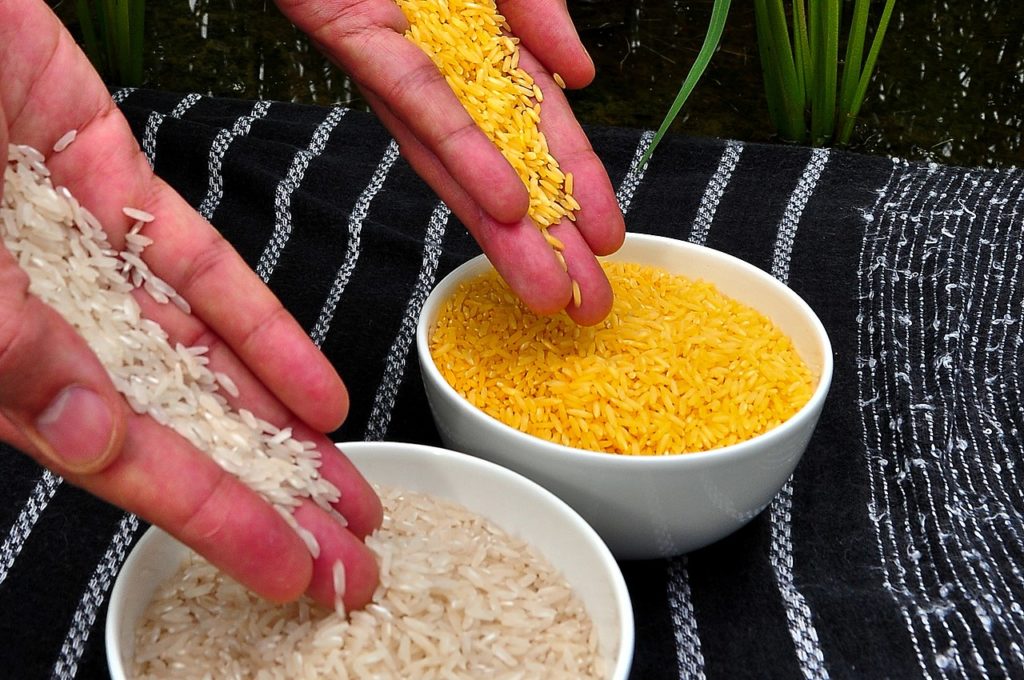 Comparación entre arroz dorado y arroz blanco