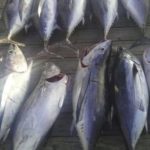 bonito2web