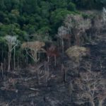deforestacion