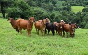 consumo de carne y deforestación