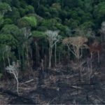 deforestacion2web
