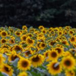 flower-5470156_1280