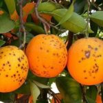 manchanegraweb