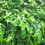 seaweed-672981_1280