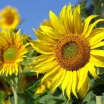 sunflower-3526901_640