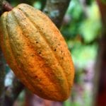 cacao