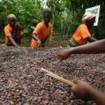 cacao-afp