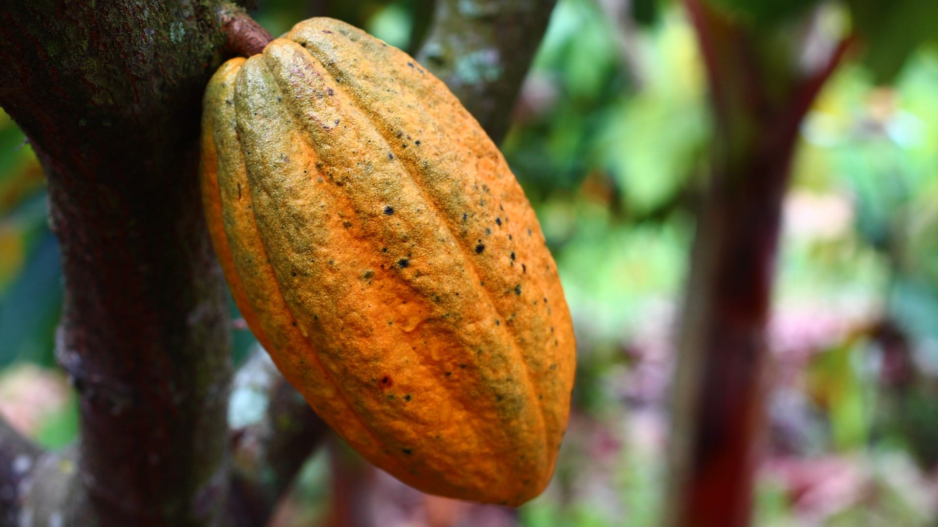 grano de cacao