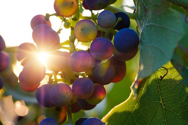 Uvas maduras colgando en la vid